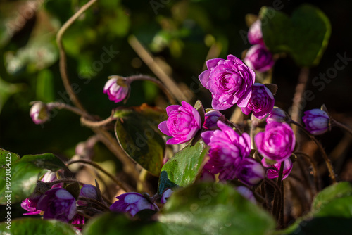 Tablou pe pânză A quiet moment of early spring—delicate pink Hepatica blossoms unfurl in warm sunlight