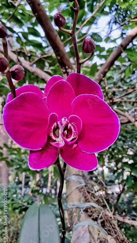 beautiful view of purple orchids in the wild