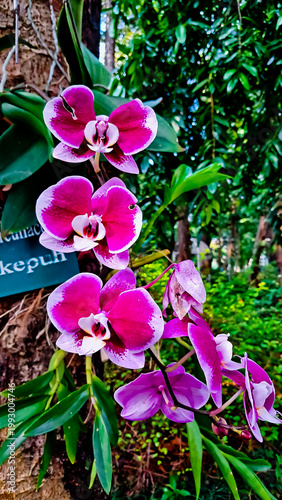 beautiful view of purple orchids in the wild