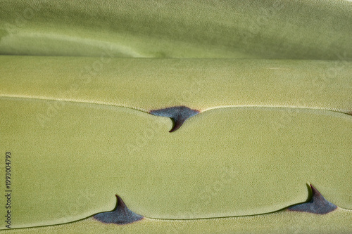 Macro photograph of a green cactus with thorns