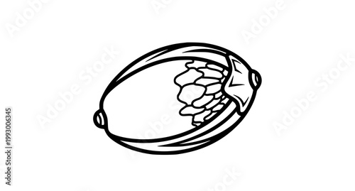 Black and white line art of a cut open walnut with kernel