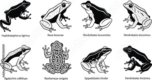 Fotografi Frog species illustration set, amphibian wildlife collection, detailed frog silh