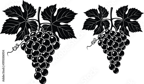Grapes silhouette with leaves and vine cluster for vineyard, wine, fruit, agriculture, and botanical vector illustration design use