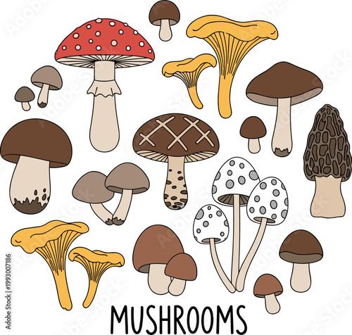 Hand drawn colorful wild forest mushroom circular vector collection featuring autumn edible and poisonous woodland fungi species