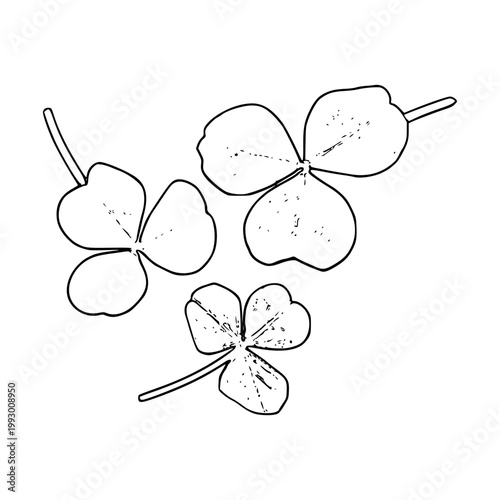 wood sorrel leaves vector