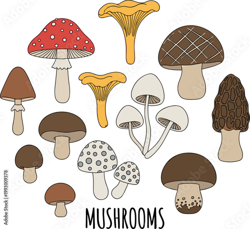 Hand drawn colorful woodland mushroom vector collection featuring wild edible and poisonous forest fungi autumn species
