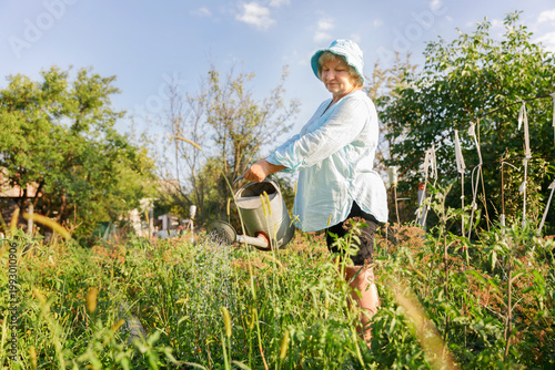 Mature woman watering green plants in the sunlit garden.