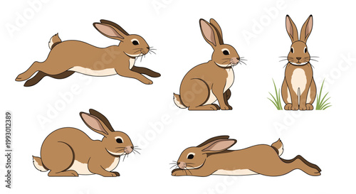 Collection of brown rabbit illustrations showing different natural positions such as running and sitting on a plain white background.