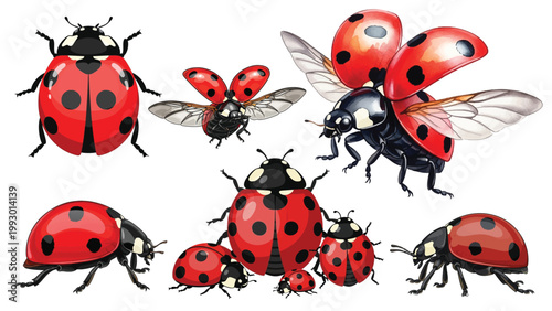 Realistic Ladybug Beetle Set, Detailed Ladybird Insects Flying and Crawling Isolated on Transparent Background