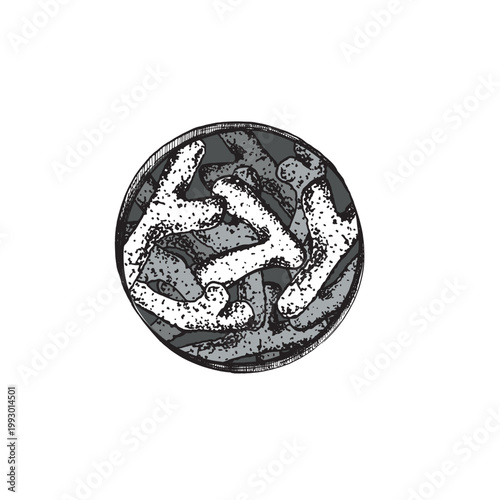 Bifidobacteria cells in a round shape. Engraved illustration for scientific, medical, and educational materials.