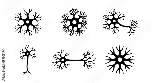 Human neuron cell types vector set, anatomical nerve cell silhouettes, biological brain neurons collection, black and white medical science icons