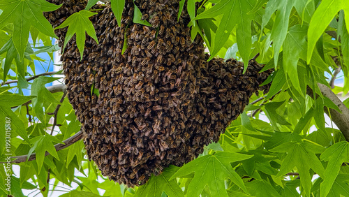 Bee swarm resting on a tree branch during the day in a suburban area, observed by a curious onlooker nearby