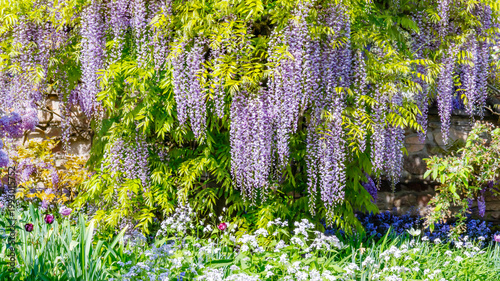 Bild auf Leinwand Wisteria flowers bloom over a wall with colorful plants in a garden during sprin