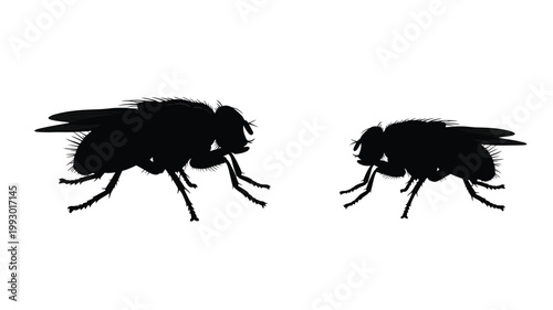 Two black flies depicted in detailed shadow a striking silhouette