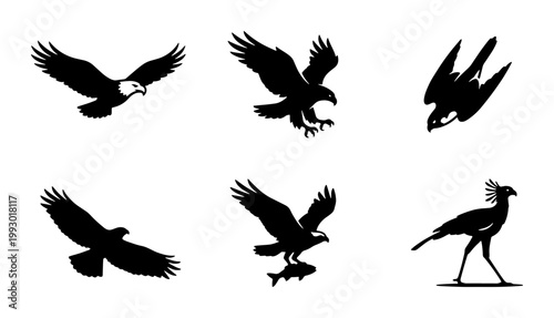 Black bird silhouettes set, flying eagle and hawk vector icons, 6 predatory bird illustrations, wild raptor and falcon graphics for logos
