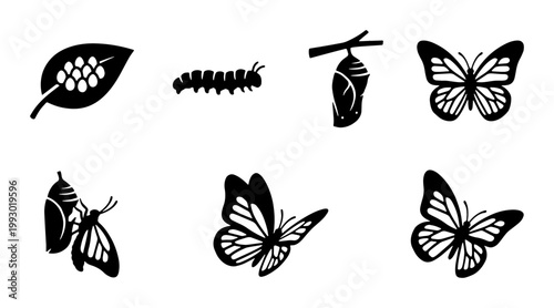 Butterfly life cycle vector icons, monarch metamorphosis stages from egg to caterpillar, black chrysalis and adult butterfly silhouettes