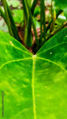 Macro Detail Of Exotic Anthurium Plant
