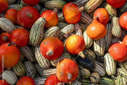 Mix of pumpkins of different sizes and colors. Background