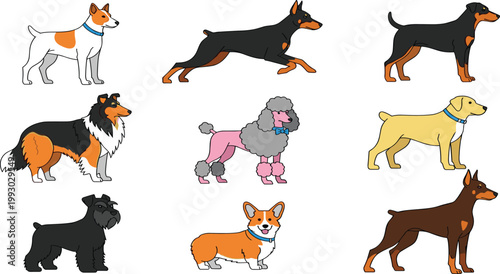 Cute Dog Illustration Set Featuring Popular Breeds like Collie, Poodle, Corgi, Doberman, Schnauzer, and Labrador in Cartoon Style for Animal and Pet Design Projects.