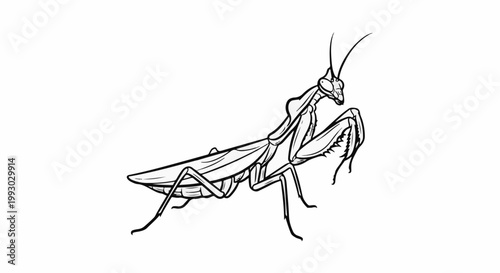 Stylized ink drawing of a predatory praying mantis on a white background