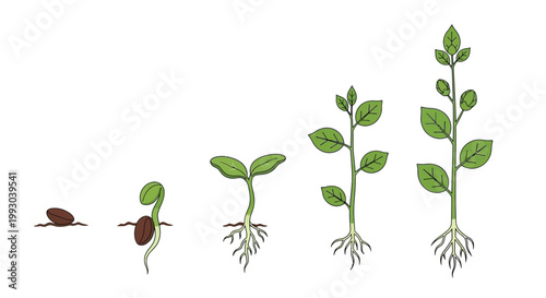 Plant growth stages illustrated seed sprout seedling and mature plant