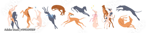 Cute sighthound, greyhound and whippet, canine animal breeds set. Elegant slender dogs in movement, dynamic poses. Graceful thin puppy pets sleeping, running and playing. Flat vector illustrations