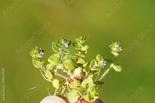 Wall Speedwell, Corn speedwell, Veronica arvensis. Fingers. Small blue flowers. Family Plantaginaceae. Spring, April, Netherlands