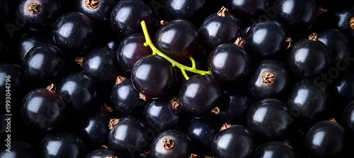 Obraz  z motywem Close-up of Shiny Black Currants in Nature, Fresh Dark Berries Rich in Vitamins for Healthy Diet