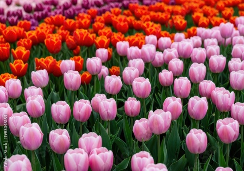 Vibrant Tulip Garden with Pink, Red, and Purple Flowers