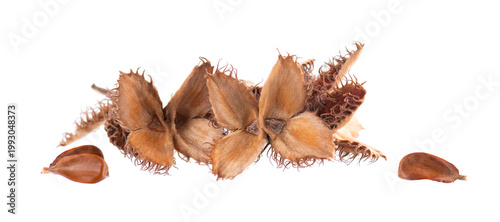 Beechnuts seeds isolated on white background. European beech nuts or Fagus sylvatica. Clipping path.