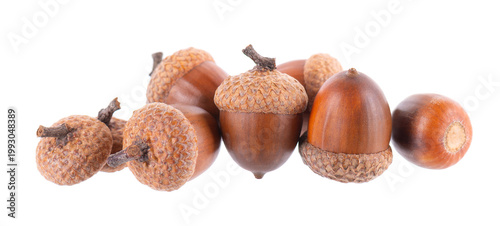 Acorn oak isolated on white background. Ripe brown acorns. Clipping path.