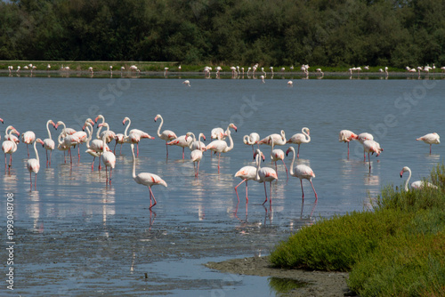 Fenicotteri Rosa nelle Valli di Comacchio pianura padana delta del po