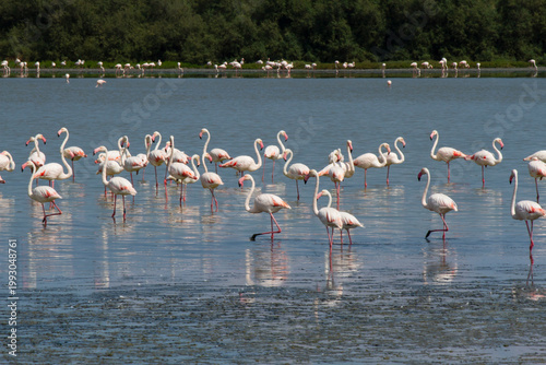 Fenicotteri Rosa nelle Valli di Comacchio pianura padana delta del po