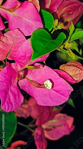 Pink bougainvillea flowers blooming in garden