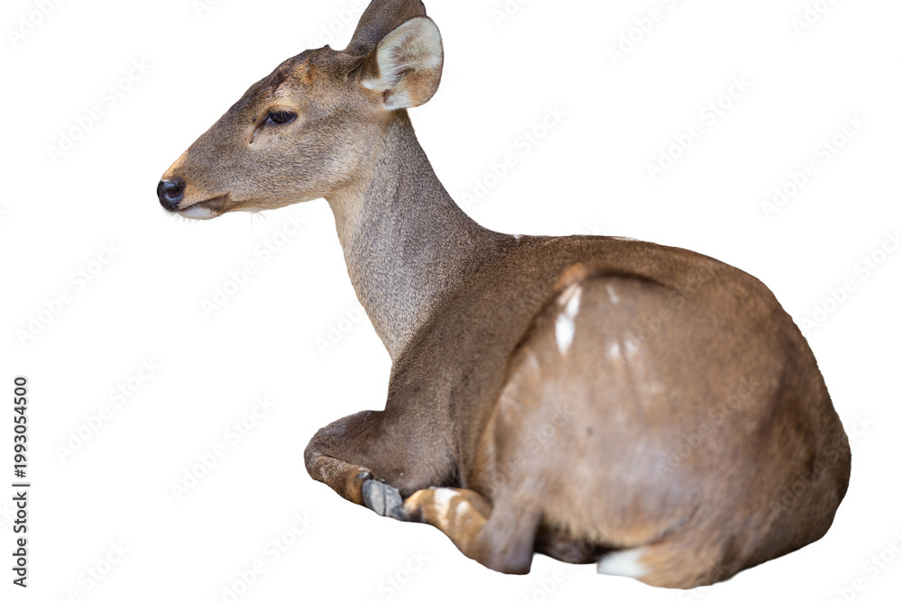 Fototapeta premium Female roe deer doe isolated on white background, a cute young wild animal with brown fur and large ears commonly found in the forest or park nature wildlife