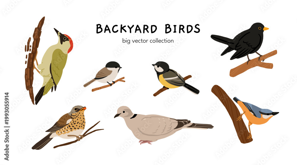 Fototapeta premium Ukrainian birds big vector collection with blackbird, bullfinch, chaffinch, greenfinch, jay, sparrow, blue tit, nuthatch, woodpecker. Flat illustration of forest and garden species