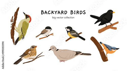 Ukrainian birds big vector collection with blackbird, bullfinch, chaffinch, greenfinch, jay, sparrow, blue tit, nuthatch, woodpecker. Flat illustration of forest and garden species