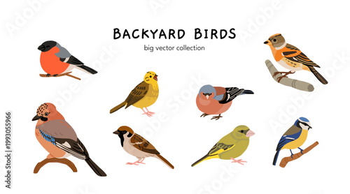 Ukrainian birds big vector collection with blackbird, bullfinch, chaffinch, greenfinch, jay, sparrow, blue tit, nuthatch, woodpecker. Flat illustration of forest and garden species