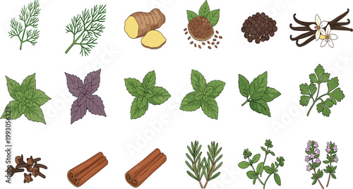 Herb and Spice Illustration Set Featuring Various Plants, Leaves, and Spices like Cinnamon, Mint, Ginger, and Cloves for Culinary, Botanical, and Nature Design Projects.
