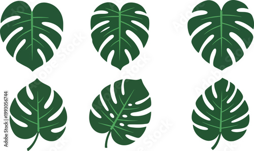 Collection of Monstera deliciosa leaves tropical plant icons in flat design style perfect for nature-themed graphic design and web elements