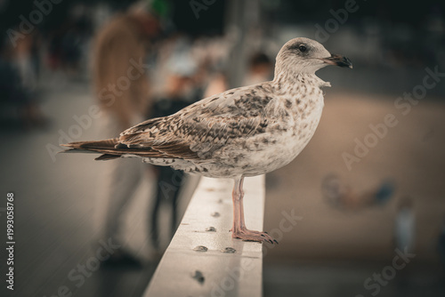 Close-up portrait of a juvenile herring gull with speckled brown plumage standing on a white railing with blurred crowd and beach in background.