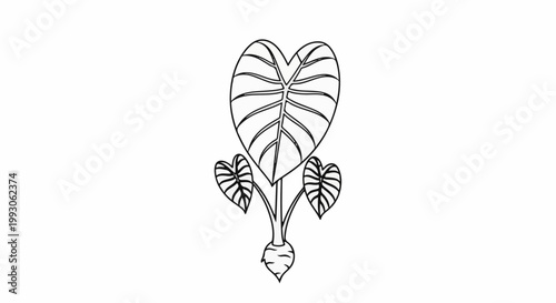 Stylized outline of a taro root with three heart-shaped leaves