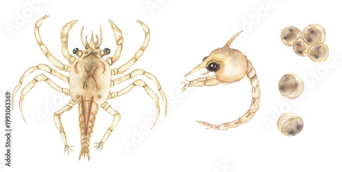 Watercolor Blue Crab Elements Life cycle Illustration, marine life animal growth stages clipart