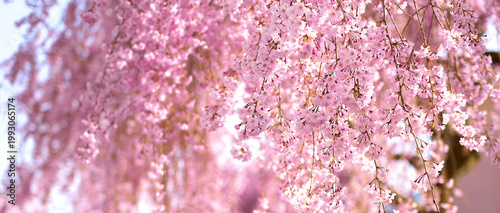 Fotografija Weeping cherry trees the beauty of the weeping cherry blossoms that hang down like a waterfall