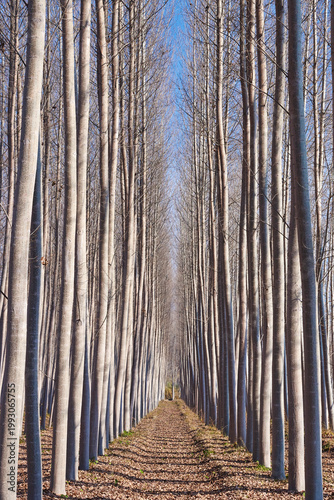 artificial forest of trees intended for wood in Villanueva de Mesía in Granada. Spain.