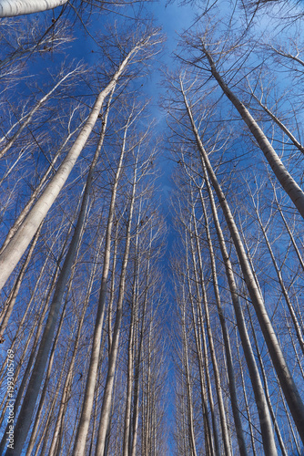 artificial forest of trees intended for wood in Villanueva de Mesía in Granada. Spain.