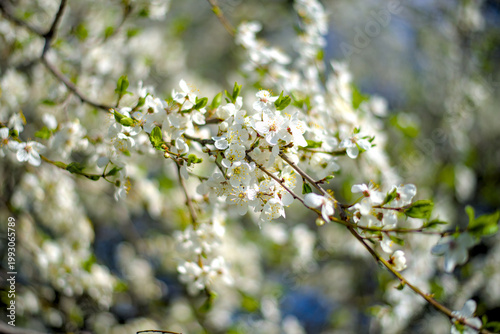 A branch of cherry blossoms blooming in spring