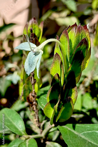 Single Ecbolium Flower amid Green Leaves