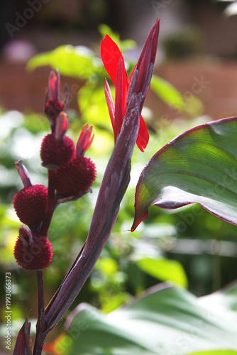 Red Canna Lily Flower and Buds