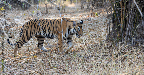 a Bengal tiger walking through the bamboo forest